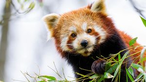 Превью обои красная панда, панда, лапа, животное, листья