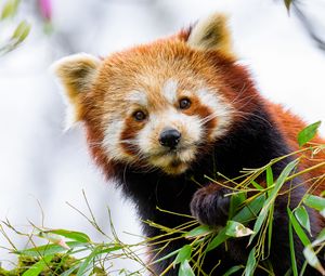 Превью обои красная панда, панда, лапа, животное, листья