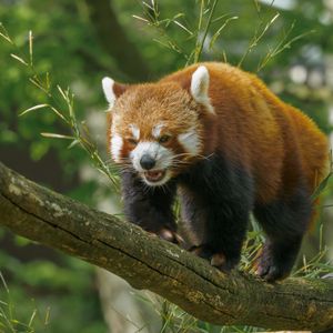 Превью обои красная панда, панда, милый, ветка, листья, дикая природа