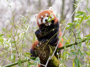 Превью обои красная панда, панда, милый, бамбук