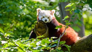 Превью обои красная панда, панда, взгляд, дерево