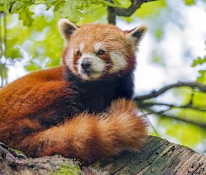 Превью обои красная панда, панда, взгляд, животное, дерево