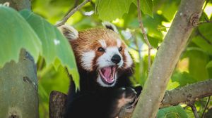 Превью обои красная панда, панда, забавный, высунутый язык