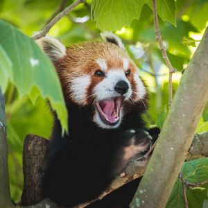 Превью обои красная панда, панда, забавный, высунутый язык