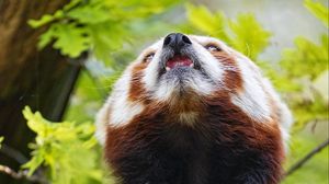 Превью обои красная панда, панда, животное, высунутый язык, пушистый