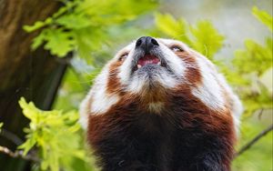 Превью обои красная панда, панда, животное, высунутый язык, пушистый
