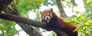 Превью обои красная панда, панда, животное, забавный, дерево