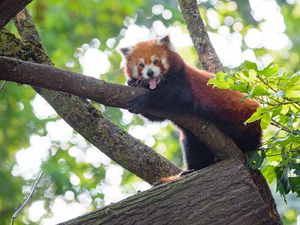 Превью обои красная панда, панда, животное, забавный, дерево