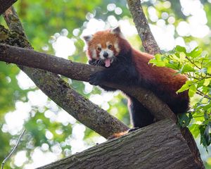 Превью обои красная панда, панда, животное, забавный, дерево