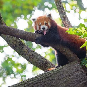 Превью обои красная панда, панда, животное, забавный, дерево