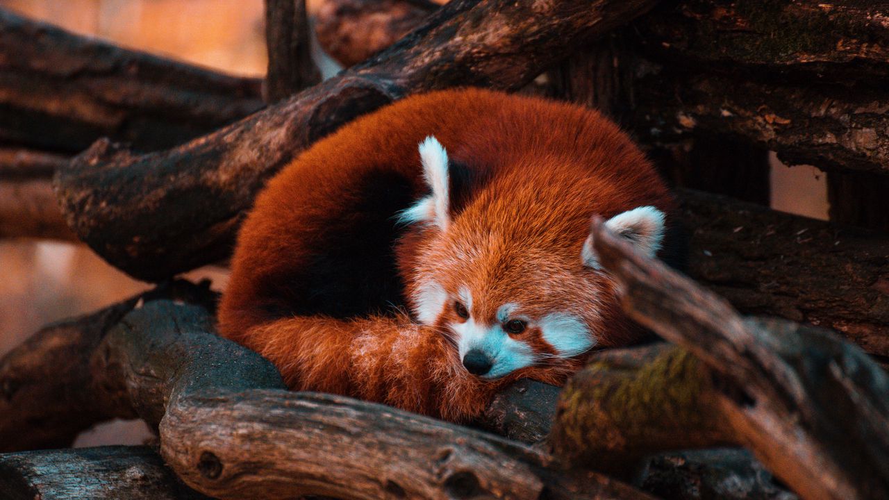 Обои красная панда, панда, животное, дерево