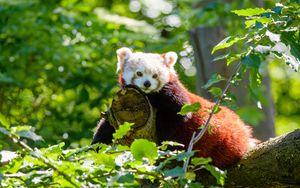 Превью обои красная панда, панда, зверь, дерево