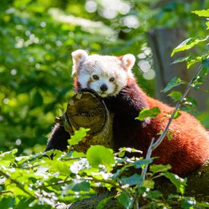 Превью обои красная панда, панда, зверь, дерево