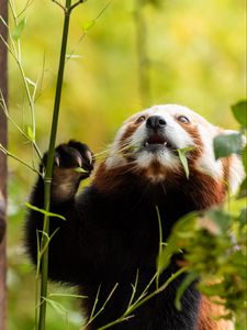 Превью обои красная панда, поза, листья, дикая природа