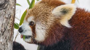 Превью обои красная панда, профиль, дикая природа, листья