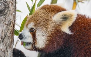 Превью обои красная панда, профиль, дикая природа, листья