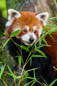 Превью обои красная панда, трава, листья, дикая природа