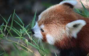 Превью обои красная панда, трава, морда, панда, малая панда