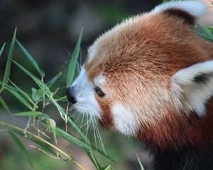 Превью обои красная панда, трава, морда, панда, малая панда