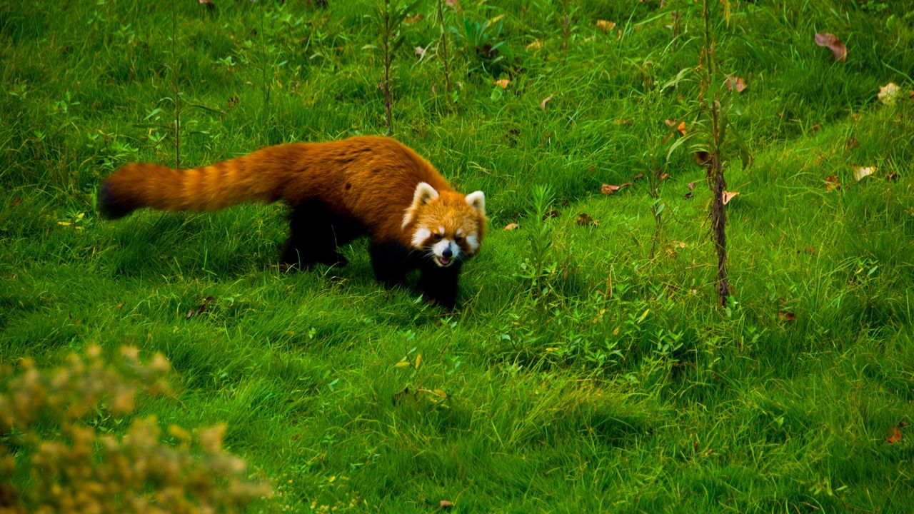 Обои красная панда, трава, прогулка