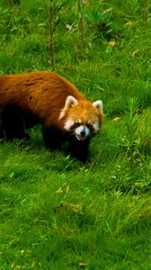 Превью обои красная панда, трава, прогулка