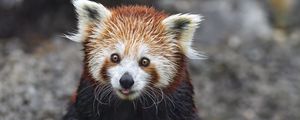 Превью обои красная панда, высунутый язык, камень, дикая природа, животное, забавный