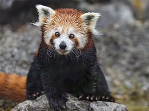 Превью обои красная панда, высунутый язык, камень, дикая природа, животное, забавный