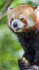 Превью обои красная панда, высунутый язык, животное, забавный