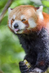Превью обои красная панда, высунутый язык, животное, забавный