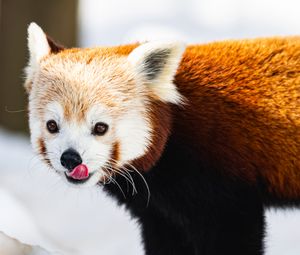 Превью обои красная панда, высунутый язык, животное, снег, дикая природа