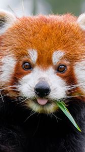 Превью обои красная панда, высунутый язык, животное, лист