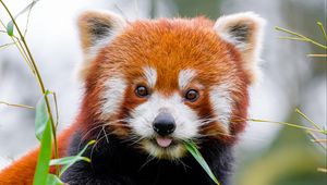 Превью обои красная панда, высунутый язык, животное, лист