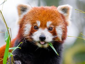 Превью обои красная панда, высунутый язык, животное, лист