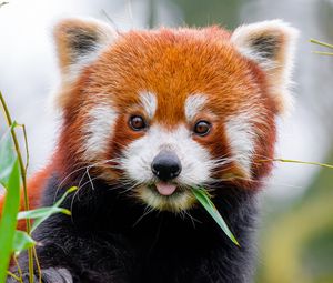 Превью обои красная панда, высунутый язык, животное, лист