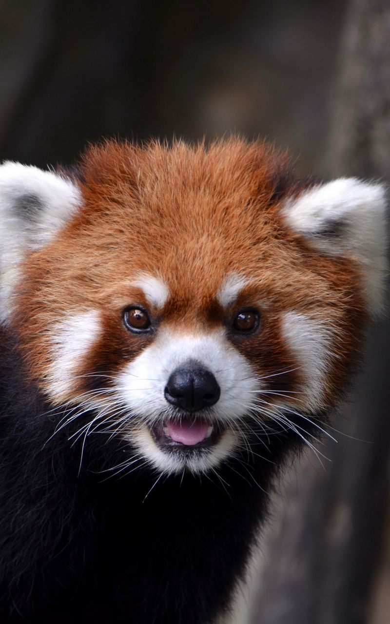 Fox power. Красная Панда милая. Пандушка. Хвост и уши красной панды. Капюшон красной панды ушками референс.
