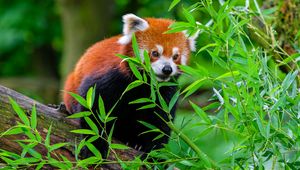 Превью обои красная панда, забавный, животное, листья