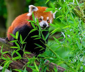 Превью обои красная панда, забавный, животное, листья