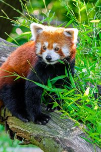 Превью обои красная панда, животное, бревно, листья, дикая природа