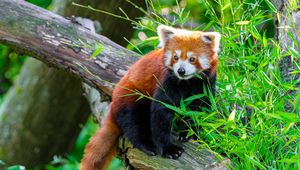Превью обои красная панда, животное, бревно, листья, дикая природа