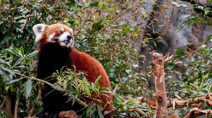 Превью обои красная панда, животное, дерево, листья
