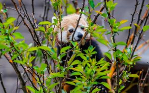 Превью обои красная панда, животное, дерево, ветки, листья