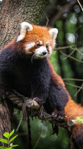 Превью обои красная панда, животное, дерево, ветки