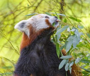 Превью обои красная панда, животное, дерево, листья, дикая природа