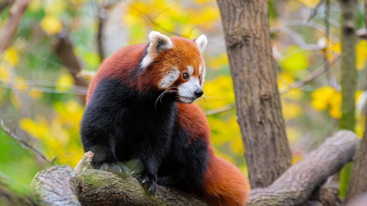 Обои красная панда, животное, дерево, дикая природа