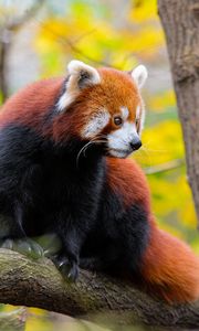 Превью обои красная панда, животное, дерево, дикая природа