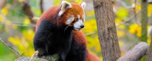 Превью обои красная панда, животное, дерево, дикая природа