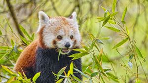 Превью обои красная панда, животное, дикая природа, листья
