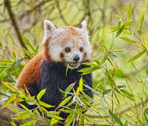 Превью обои красная панда, животное, дикая природа, листья