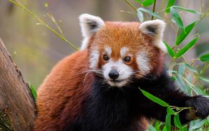 Превью обои красная панда, животное, дикая природа, милый, пушистый