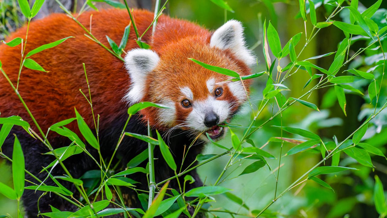 Обои красная панда, животное, дикий, листья, дикая природа